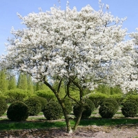 Ирга Lamarckii, Amelanchier lamarckii, Ирга ламарка