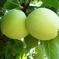 Яблоня Белый налив С5, Яблоня Белый налив, Malus