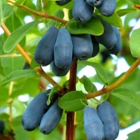 Жимолость Лебедушка, Жимолость Лебедушка с5, Lonicera caerulea