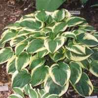 Хоста Wide Brim, Hosta hybride Wide Brim, Хоста Вайд Брим