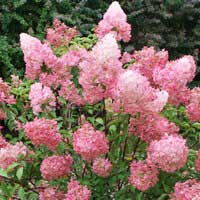 Гортензия Vanille Fraise, Hydrangea paniculata Vanille Fraise, Гортензия метельчатая Ванилла Фрейз
