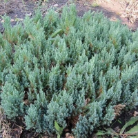 Можжевельник Blue Forest, Juniperus horizontalis Blue Forest, Можжевельник Блю Форест, купить можжевельник блю форест, блю форест