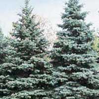 Ель колючая Colorado Blue, Picea pungens Colorado Blue, Ель колючая Колорадо Блю