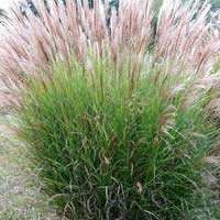 Мискантус китайский Gracillimus, Miscanthus sinensis Gracillimus, Мискантус китайский Грацилимус
