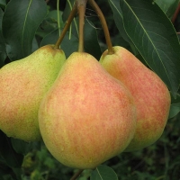 Груша Любимица Яковлева, Pear Lyubimitsa Yakovleva, Груша Любимица Яковлева 5/6 лет