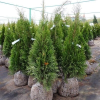 Туя западная Smaragd, Thuja occidentalis Smaragd, Туя западная Смарагд