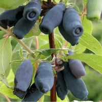 Жимолость Югана, Lonicera caerulea Jugana