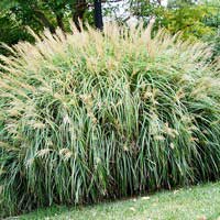 Мискантус китайский Adagio, Miscanthus sinensis Adagio, Мискантус китайский Адажио