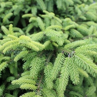 Ель обыкновенная Nidiformis, Picea abies Nidiformis, Ель обыкновенная Нидиформис