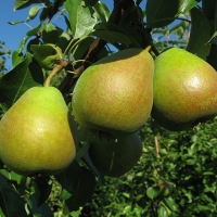 Груша Праздничная, Груша Праздничная с3, Pyrus communis Festive