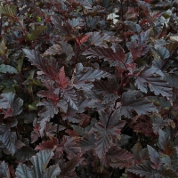 Пузыреплодник калинолистный Red Baron, Physocarpus opulifolius Red Baron, Пузыреплодник калинолистный Ред Барон