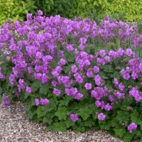 Герань кантабрийская Cambridge, Geranium x cantabrigiense Cambridge, Герань кантабрийская Кембридж