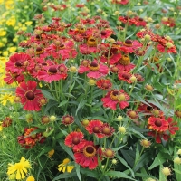 Гелениум осенний Helena, Helenium autumnale Helena, Гелениум осенний Хелена