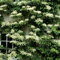 Гортензия черешковая, Hydrangea anomala petiolaris, Гортензия черешковая (вьющаяся)