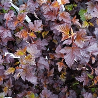 Пузыреплодник калинолистный Diabolo, Physocarpus opulifolius Diabolo, Пузыреплодник калинолистный Диаболо