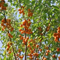 Абрикос Алёша, Armeniaca, Абрикос Алёша с7.5