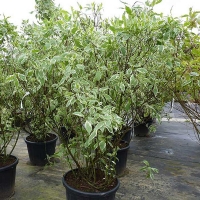 Дерен бел. Elgantissima, Cornus alba Elegantissima, Дерен белый Элегантиссима