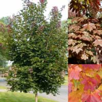 Клен остролистный Deborah, Acer platanoides Deborah, Клен остролистный Дебора
