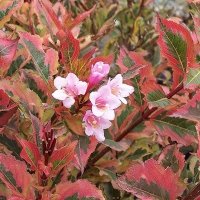 Вейгела цветущая Magical Rainbow, Weigela florida Magical Rainbow, Вейгела цветущая Меджикал Рейнбоу