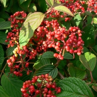 Калина складчатая Watanabe, Viburnum  plicatum Watanabe, Калина  складчатая  Ватанабэ