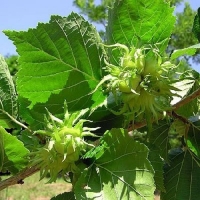 Лещина древовидная, Corylus colurna