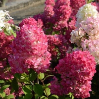 Гортензия метельчатая Diamand Rouge, Hydrangea paniculata Diamand Rouge, Гортензия метельчатая Даймонд руж