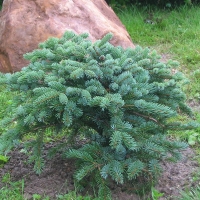 Ель мариорика Machala, Picea mariorika Machala, Ель мариорика Maчала