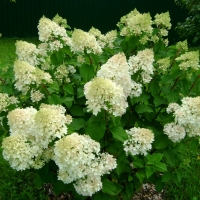 Гортензия Silver Dollar, Hydrangea macrophylla Silver Dollar, Гортензия метельчатая Сильвер Доллар