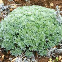 Полынь Шмидта Nana, Artemisia schmidtiana Nana, Полынь Шмидта Nana