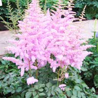 Астильба Arendsii America, Astilbe Arendsii America, Астильба Арендса Америка