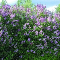 Сирень венгерская, Syringa josikaea