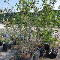 Рябина черноплодная, Aronia melanocarpa, Рябина черноплодная С7,5