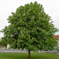 Каштан конский, Аesculus hippocastanum