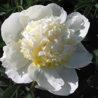 Пион Ice Mountain, Paeonia lactiflora Ice Mountain, Пион молочноцветковый Айс Маунтин