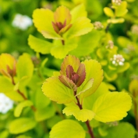 Спирея березолистная Tor Gold, Spiraea betulifolia Tor Gold, Спирея березолистная Тор Голд
