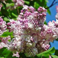 Сирень Katherine Havemeyer, Syringa vulgaris Katherine Havemeyer, Сирень обыкновенная Катерина Хавемейер