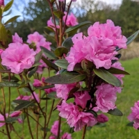 Азалия Staccato, Rhododendron Staccato, Азалия японская Стаккато