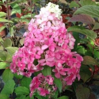 Гортензия Fraise Melba, Hydrangea paniculata Fraise Melba, Гортензия метельчатая Фрейз Мельба