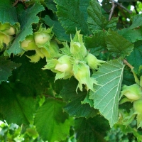 Лещина обыкновенная, Corylus avellana