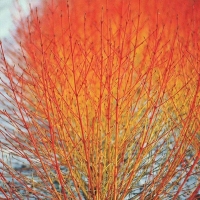 Дерен Midwinter Fire, Cornus sanguinea Midwinter Fire, Дерен кроваво-красный Мидвинтер Файер