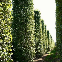 Липа европейская Pallida, Tilia europaea Pallida, Липа европейская Паллида