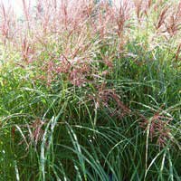 Мискантус китайский Ferner Osten, Miscanthus sinensis Ferner Osten, Мискантус китайский Ferner Osten
