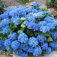 Гортензия Nikko Blue, Hydrangea Nikko Blue, Гортензия Никко Блю
