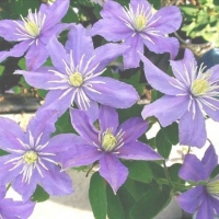 Клематис Justa, Клематис Джуста, Clematis Justa