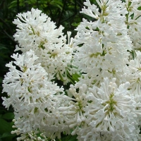 Сирень венгерская, Syringa josikaea