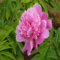 Пион Dapper Girl, Paeonia lactiflora Dapper Girl, Пион молочноцветковый Даппер Гёл