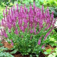 Шалфей Rose Queen, Salvia nemorosa Rose Queen, Шалфей Роуз Квин