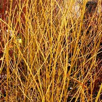 Дерен Flaviramea, Cornus stolonifera Flaviramea, Дерен отпрысковый Флaвирамеа