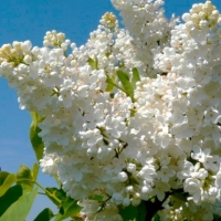 Сирень Mme Florent Stepman, Syringa vulgaris Mme Florent Stepman, Сирень обыкновенная Мадам Флорен Степман