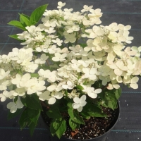 Гортензия метельчатая Polestar, Hydrangea paniculata Polestar, Гортензия метельчатая Полистар